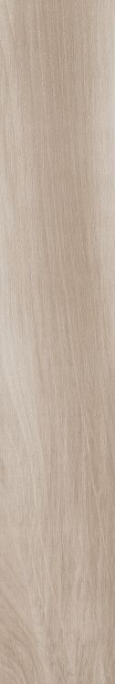 Norway Maple 8 x 48